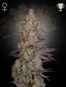 GREEN HOUSE SEEDS - Exodus Cheese
