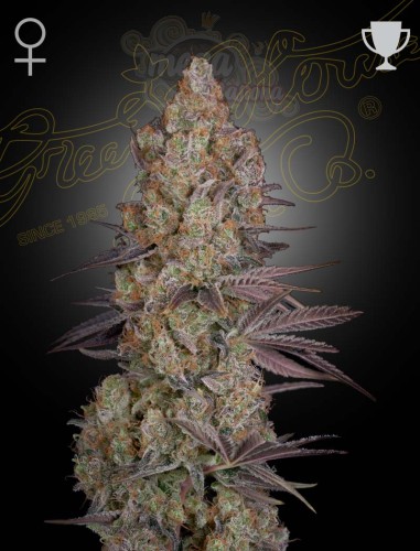 GREEN HOUSE SEEDS - Exodus Cheese