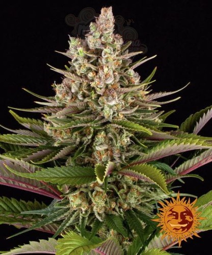 Barney's Farm - Sour Strawberry