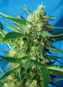 SWEET SEEDS - NYC Diesel Auto (daw. Ice Cool)