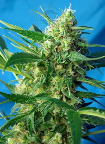 SWEET SEEDS - NYC Diesel Auto (daw. Ice Cool)