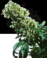 SENSI SEEDS - Northern Lights #5 x Haze