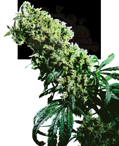 SENSI SEEDS - Northern Lights #5 x Haze