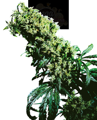 SENSI SEEDS - Northern Lights #5 x Haze