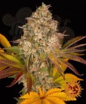 Barney's Farm - Cookies Kush Auto