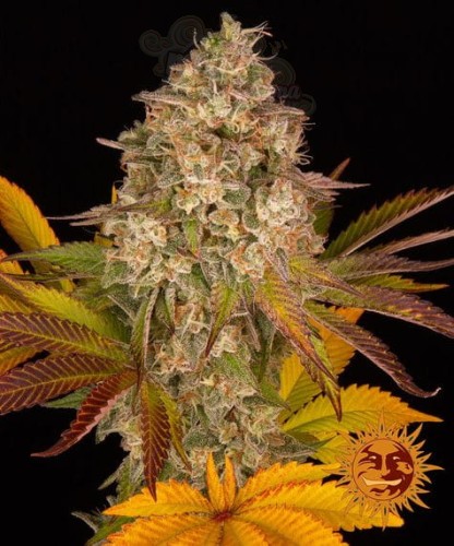 Barney's Farm - Cookies Kush Auto