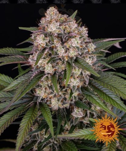 Barney's Farm - OG Kush Auto