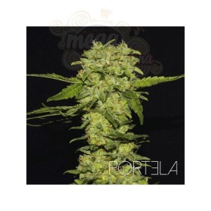 R-KIEM SEEDS - Portela
