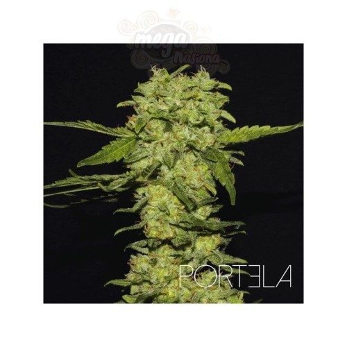 R-KIEM SEEDS - Portela