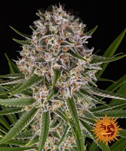 Barney's Farm - Lemon Haze Auto