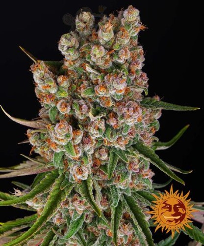 Barney's Farm - GMO Auto
