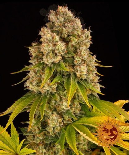 Barney's Farm - Cheese Auto
