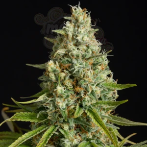 Silent Seeds - Amnesia Lemon