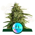 Royal Queen Seeds - Milky Way F1 Auto