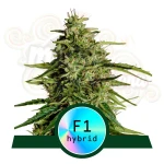 Royal Queen Seeds - Milky Way F1 Auto
