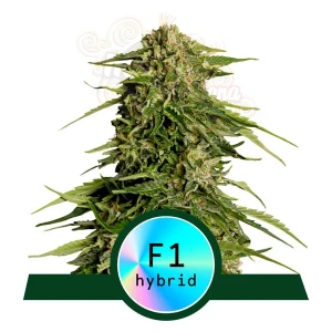 Royal Queen Seeds - Epsilon F1 Auto