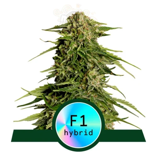Royal Queen Seeds - Epsilon F1 Auto