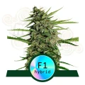 Royal Queen Seeds - Orion F1 Auto