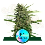 Royal Queen Seeds - Orion F1 Auto