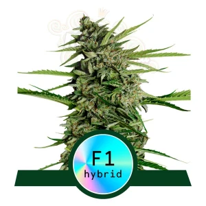 Royal Queen Seeds - Orion F1 Auto