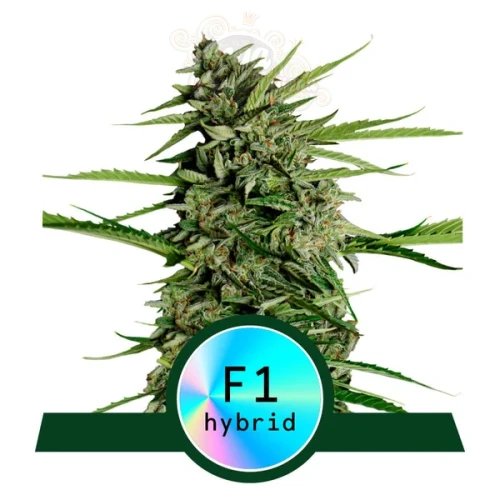 Royal Queen Seeds - Orion F1 Auto