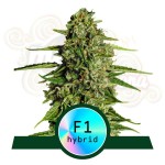 Royal Queen Seeds - Medusa F1 Auto