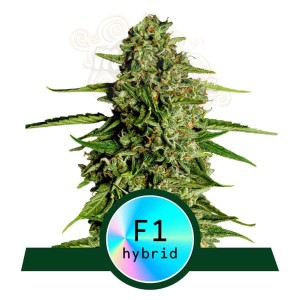 Royal Queen Seeds - Medusa F1 Auto