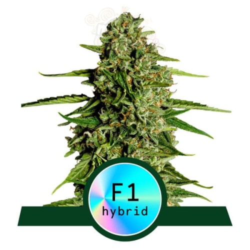 Royal Queen Seeds - Medusa F1 Auto