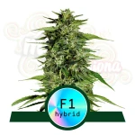 Royal Queen Seeds - Hyperion F1 Auto