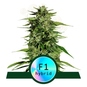 Royal Queen Seeds - Hyperion F1 Auto