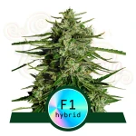 Royal Queen Seeds - Titan F1 Auto