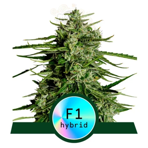 Royal Queen Seeds - Titan F1 Auto