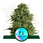 Royal Queen Seeds - Cosmos F1 CBD Auto