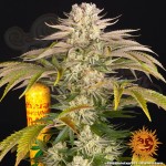 Barney's Farm - Pineapple Express