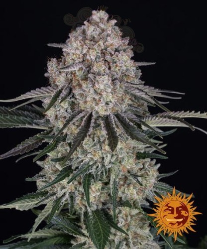 Barney's Farm - Sour Diesel Auto
