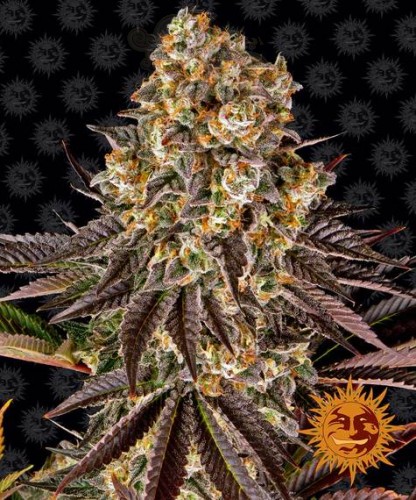 Barney's Farm - Gelato #45