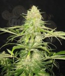 CBD Seeds - Critical