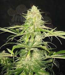 CBD Seeds - Critical