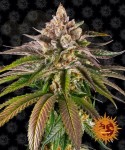 Barney's Farm - Kush Mintz