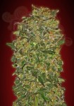 00 SEEDS BANK - Chocolate Kush