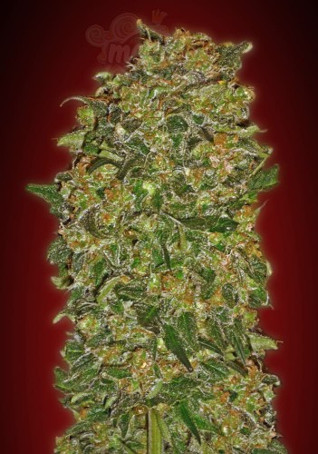 00 SEEDS BANK - Chocolate Kush