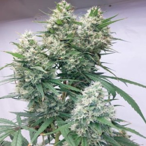 Ace Seeds - Zenith