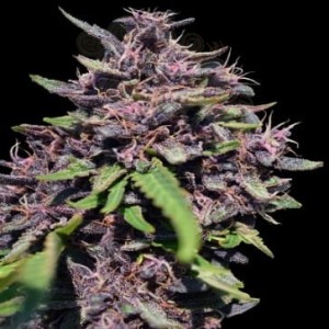 Ace Seeds - Panama X PCK