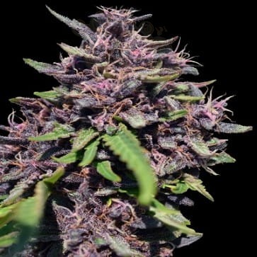 Ace Seeds - Panama X PCK