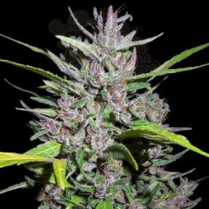 Ace Seeds - Honduras X Panama