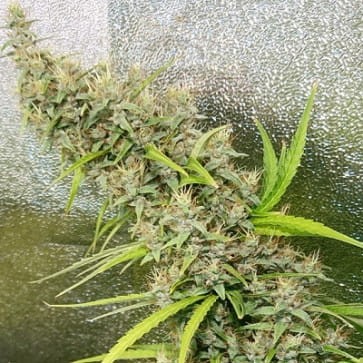 Ace Seeds - Thai X Panama