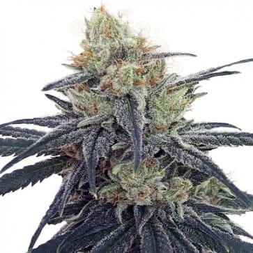 Ace Seeds - CBD #1