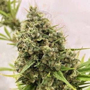 Ace Seeds - Guawi