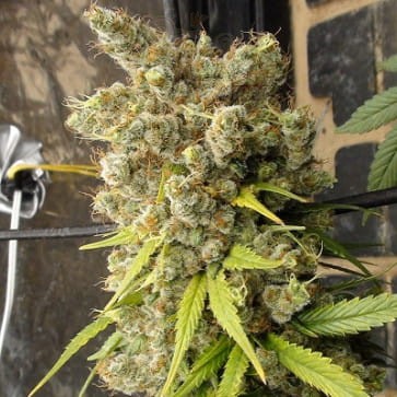 Ace Seeds - Super Malawi Haze