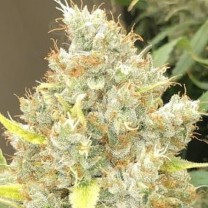 Ace Seeds - Malawi X Panama